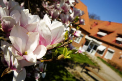 Magnoliaträd vid kommunhuset. Foto: MiP Media.