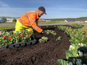 Blommor planteras i hjärtat i Knislinge