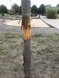 Bild på vandaliserat träd.